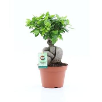 image FICUS GINSENG RAMIFIE