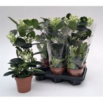 image STEPHANOTIS 7/8GR COLONNE