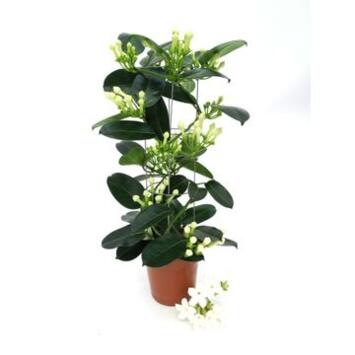 image STEPHANOTIS 7/8GR COLONNE