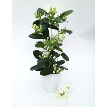 image STEPHANOTIS 7/8GR COLONNE CERAM
