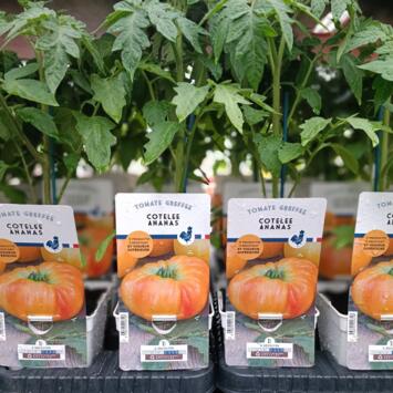 image TOMATE GREFFEE ANANAS