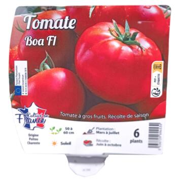 image TOMATE BOA BQ6