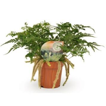 image DAVALLIA HUMATA TYERMANNII