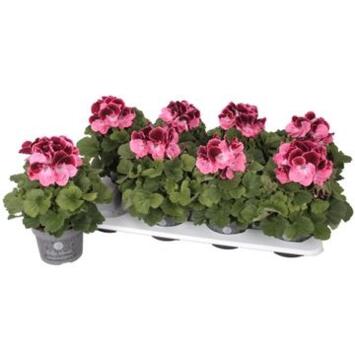 image PELARGONIUM DON CAMARO GRANDIFLORUM