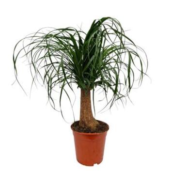 image BEAUCARNEA TIGE