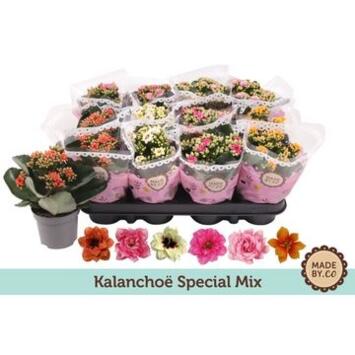 image KALANCHOE FL DBLE 2COULEURS