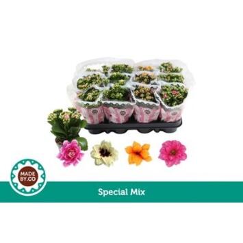 image KALANCHOE FL DBLE 2COULEURS