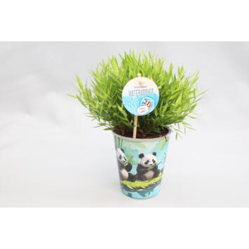 image POGONATHERUM MONICA