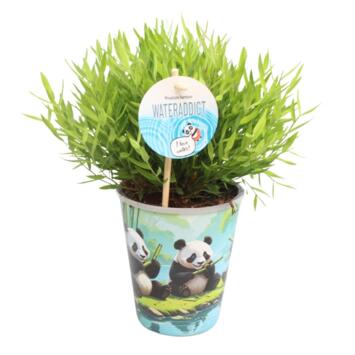 image POGONATHERUM MONICA