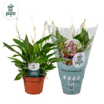 image SPATHIPHYLLUM PEARL CUPIDO