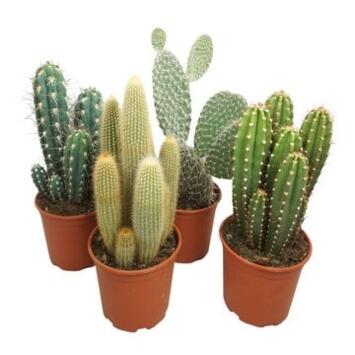 image CACTUS VARIES