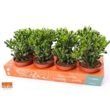 image CRASSULA HOBBIT CARTON
