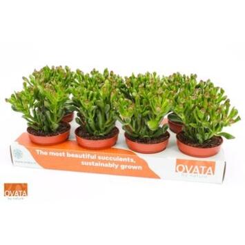 image CRASSULA HOBBIT CARTON