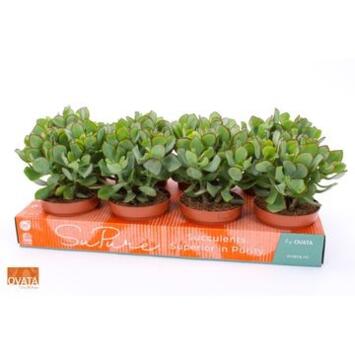 image CRASSULA UNDILATIFOLIA