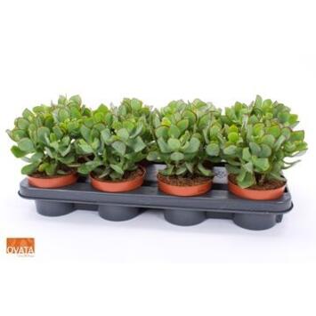image CRASSULA UNDILATIFOLIA