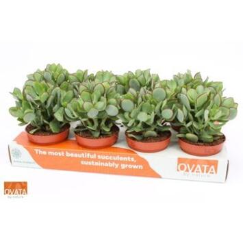 image CRASSULA UNDILATIFOLIA