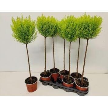 image CUPRESSUS GOLD TIGE