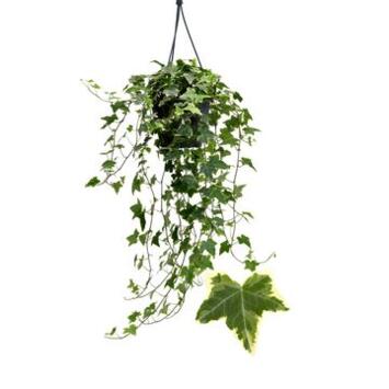 image HEDERA GOLDCHILD PANACHE JAUNE SUSP