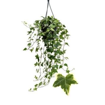 image HEDERA GOLDCHILD PANACHE JAUNE SUSP
