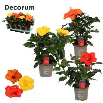 image HIBISCUS VARIES