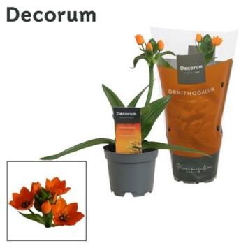 image ORNITHOGALUM ORANGE