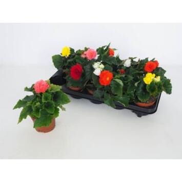 image BEGONIA TUBEREUX