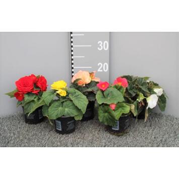 image BEGONIA TUBEREUX