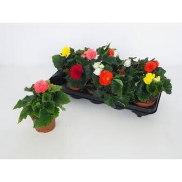 image BEGONIA TUBEREUX