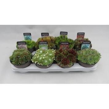 image SEMPERVIVUM VARIES