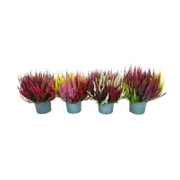 image ERICA CALLUNA BEAUTY LADY 3COULEURS