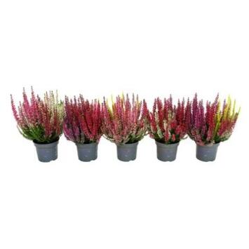 image ERICA CALLUNA BEAUTY LADY 3COULEURS