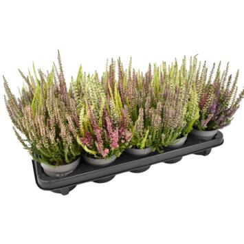 image ERICA CALLUNA BEAUTY LADY 3COULEURS