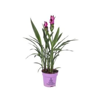 image CURCUMA SIAM 2FL