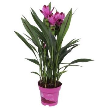 image CURCUMA SIAM 2FL