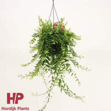 image AESCHYNANTHUS JAPHROLEPIS SUSP