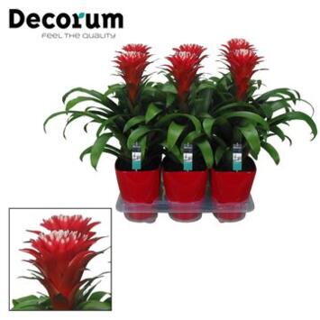image GUZMANIA HOPE ROUGE CERAM
