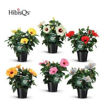 image HIBISCUS VARIES