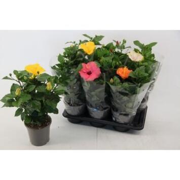 image HIBISCUS VARIES