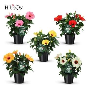 image HIBISCUS VARIES