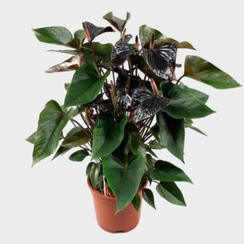 image ANTHURIUM ANDREANUM BLACK BEAUTY