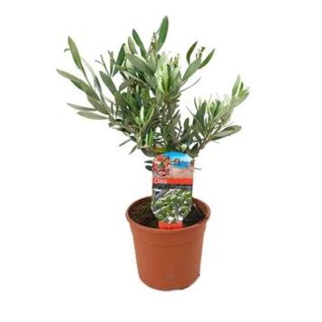 image OLEA EUROPEA