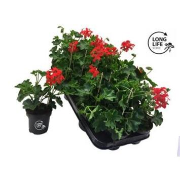 image GERANIUM LIERRE SIMPLE ROUGE