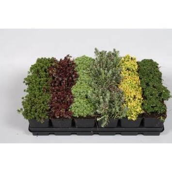 image SEDUM VARIES