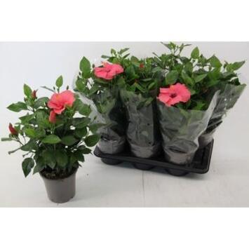image HIBISCUS ROSE