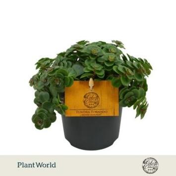 image SEDUM MAKINOI TORNADO
