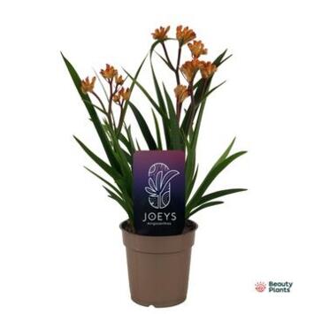 image ANIGOZANTHOS ORANGE