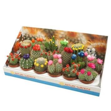 image CACTUS FL IMIT CARTON