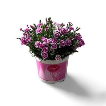 image OEILLET PINK KISSES