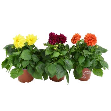 image DAHLIA