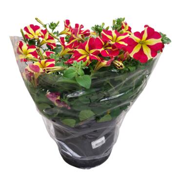 image PETUNIA RETOMBANT